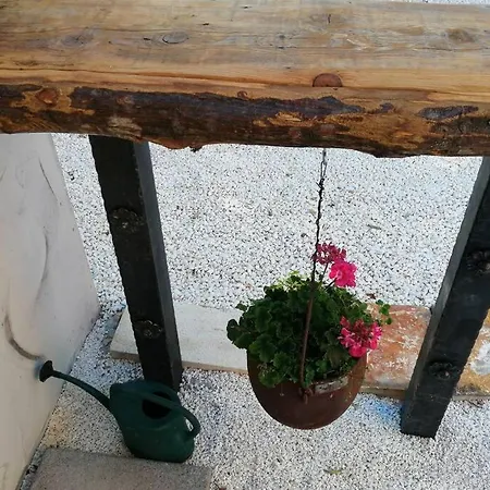 Salvia *