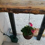 Salvia *